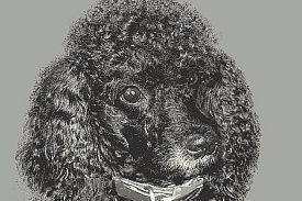 Ковер с индивидуальным эксклюзивным дизайном - фотография домашнего питомца